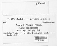 Puccinia poarum image